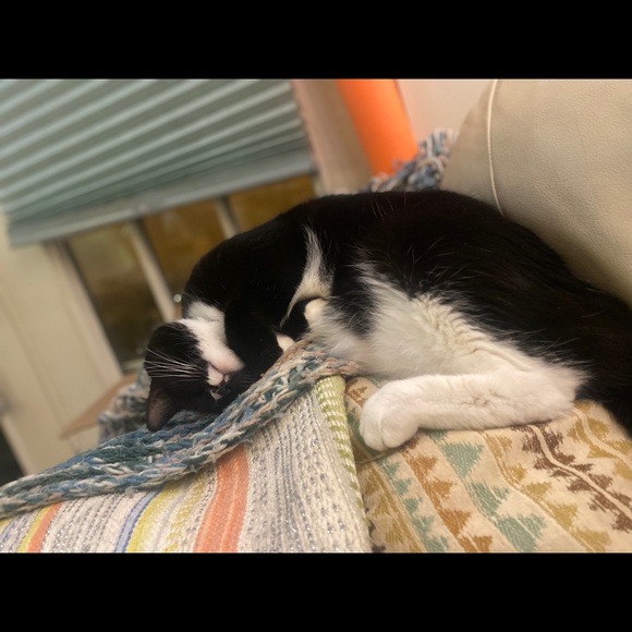 Meet your Posher, Chiara - Picture 2 of 7